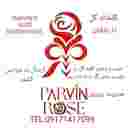 تولید و پخش قلمه گل رز هلندی پروین در یاسوج